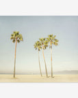 A serene Venice Beach scene with three tall palm trees on sandy ground under a clear sky, with a distant figure sitting near the trees featuring the California Beach Palm Tree Print, 'Boardwalk Palms' by Offley Green.