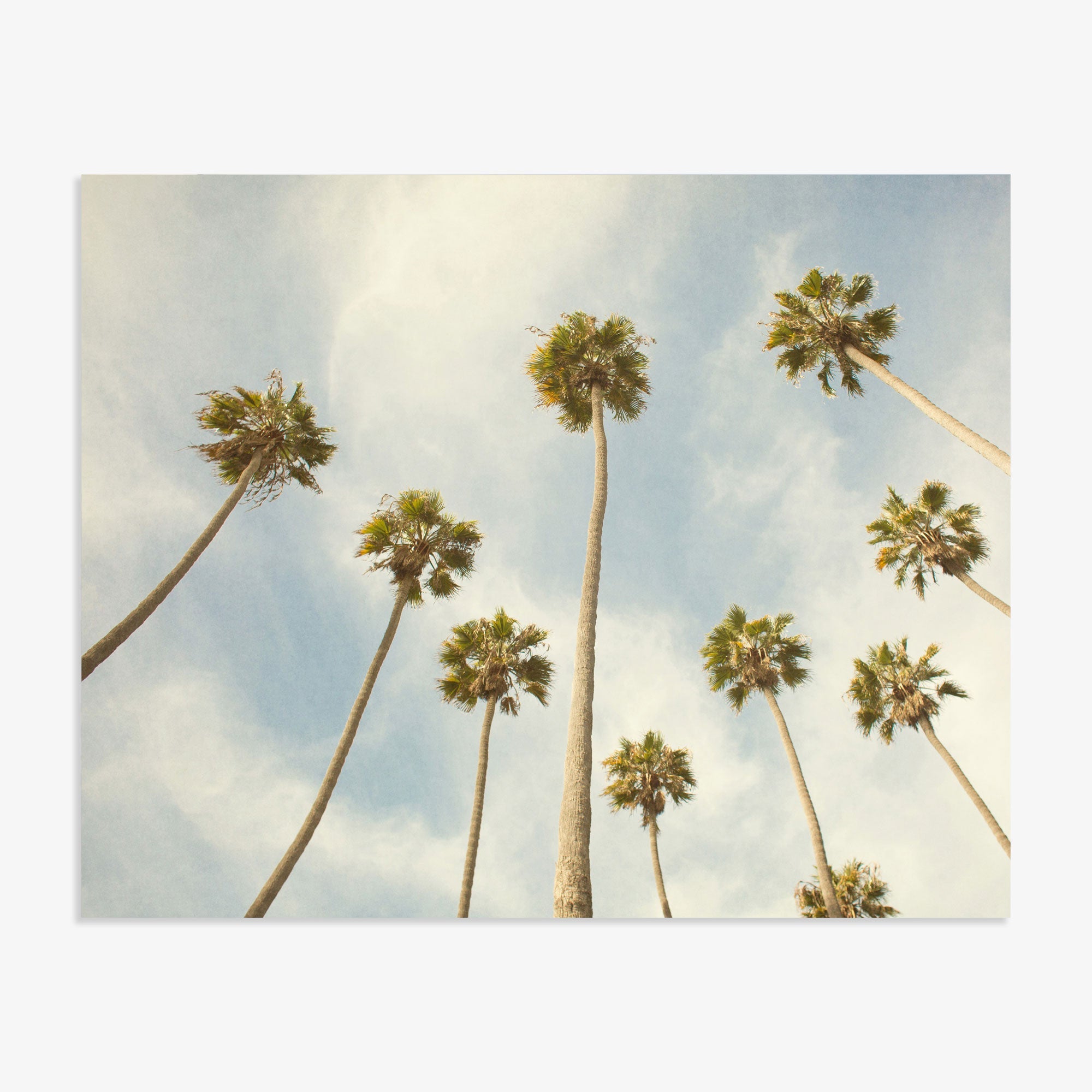 Low angle view of tall Offley Green California Beach Scene &#39;Reach for the Palms&#39; palm tree prints against a bright sky with soft clouds, illustrating a sunny and tranquil day.