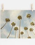 A photograph of tall California palm trees from a low angle view, pinned to a white wall with wooden clothespins, against a serene blue sky with light clouds - Offley Green's Palm Tree Print, California Beach Scene 'Reach for the Palms'.