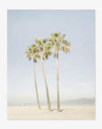 California Venice Beach Print, 'Three Palms'