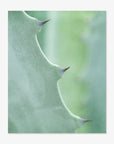 Green Botanical Print, 'Aloe Vera Spikes II'