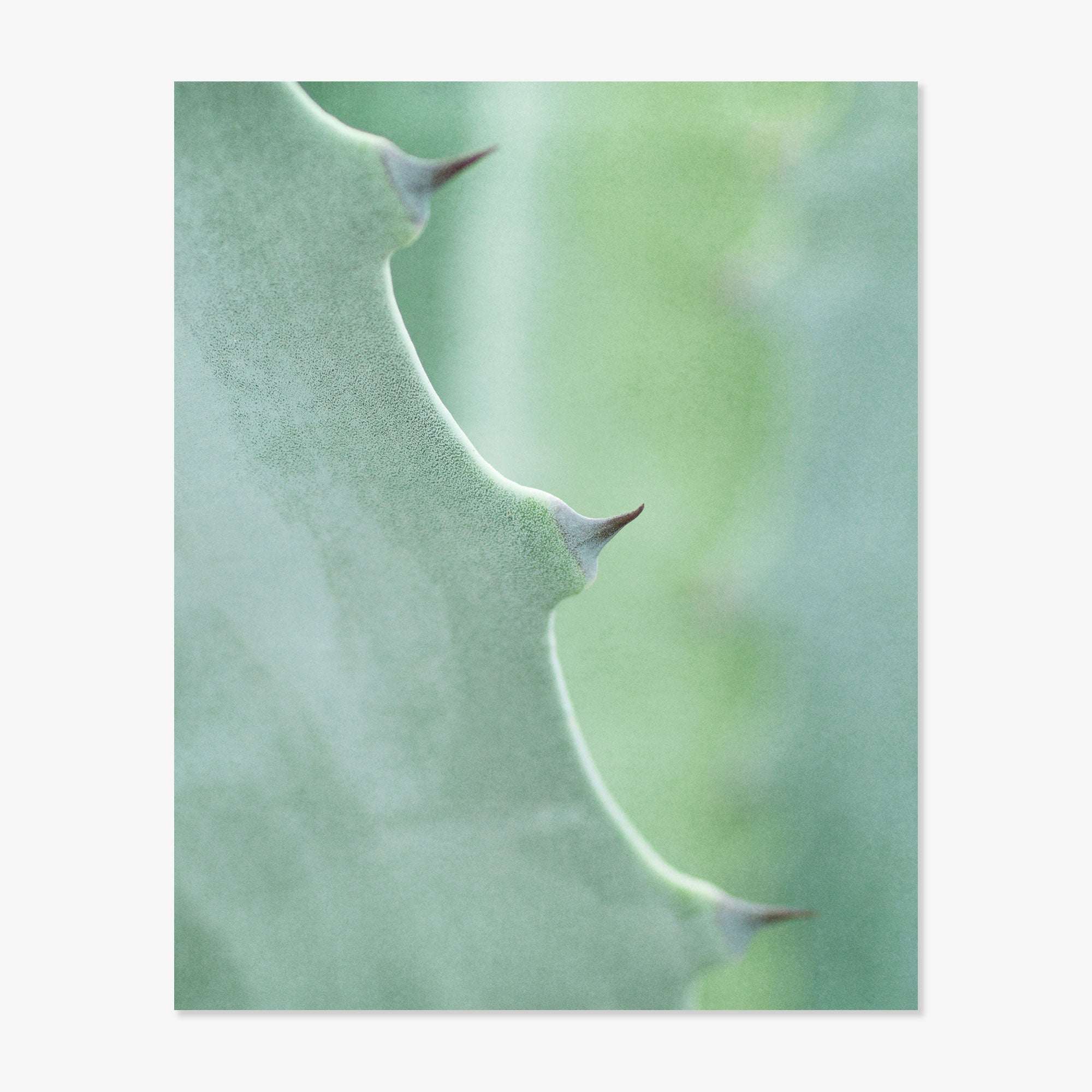 Close-up view of an Offley Green Aloe Vera Spikes II print showing the spiky edges and detailed textures of the plant's surface, with a soft green blurred background.