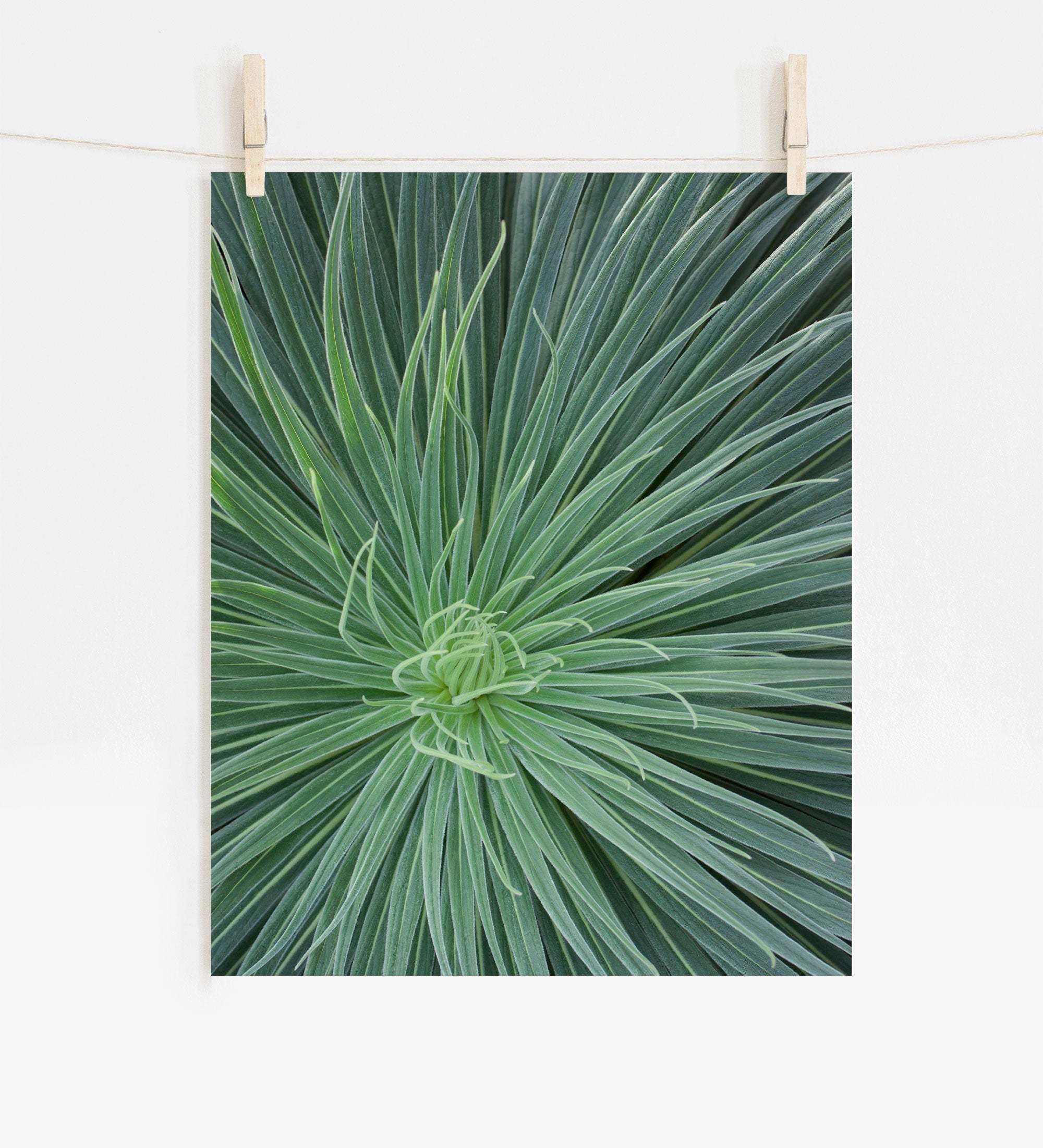 A photo of Offley Green's 'Desert Fireworks II' green succulent with spiky leaves radiating from the center, displayed hanging on a clothesline by wooden clips, printed on archival photographic paper.