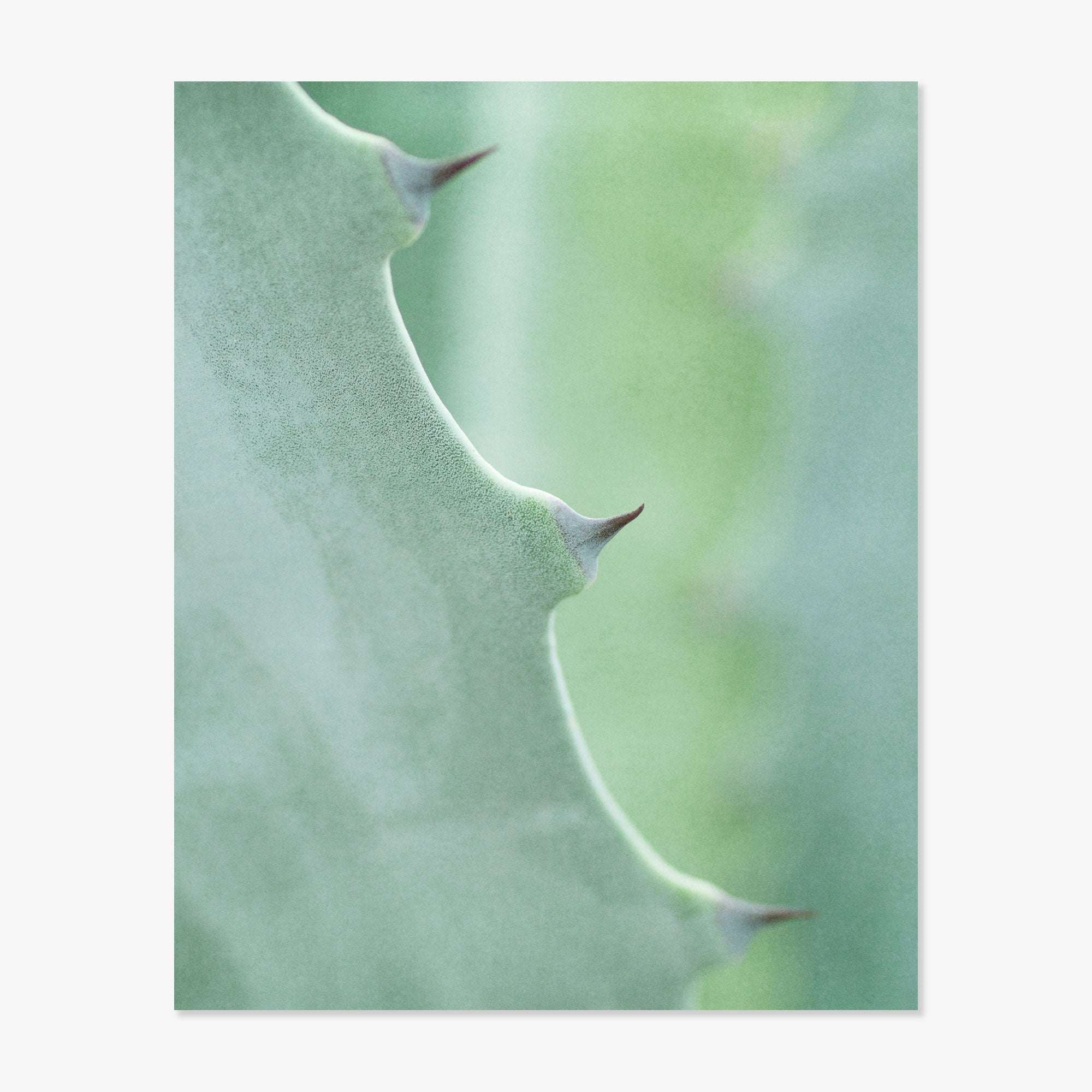 Close-up image of a green aloe vera leaf detailing its textured surface and sharp thorns along the edge, captured in desert plants photography style, with a blurred green background highlighting the leaf&#39;s contour. This is similar to Offley Green&#39;s product &quot;Green Botanical Print, &#39;Strands and Spikes II&#39;&quot;.