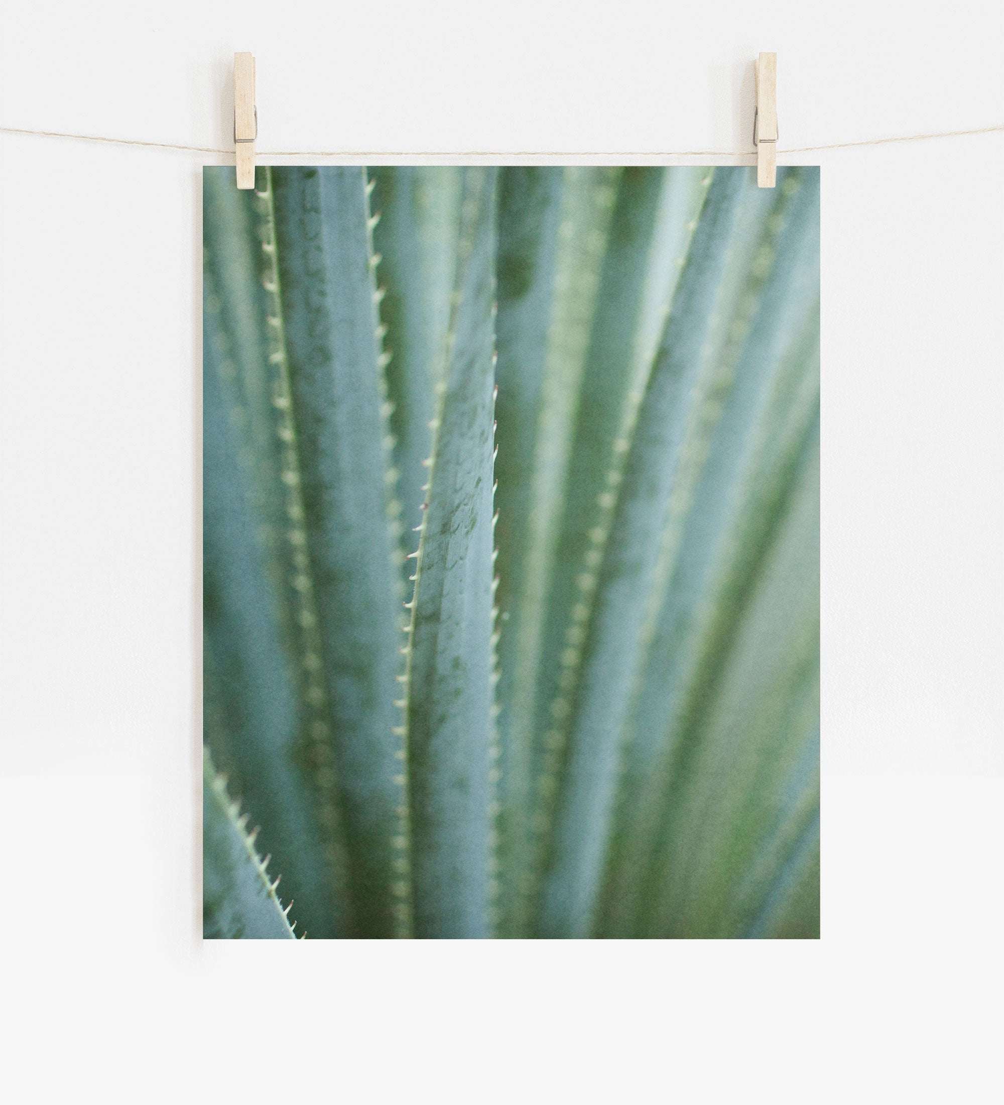 A close-up photo of a green aloe vera plant's leaves with spiky edges, printed on archival photographic paper and displayed as an unframed print hanging from a wooden clothespin on a Offley Green Green Botanical Print, 'Strands and Spikes II'.