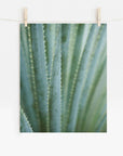 A close-up photo of a green aloe vera plant's leaves with spiky edges, printed on archival photographic paper and displayed as an unframed print hanging from a wooden clothespin on a Offley Green Green Botanical Print, 'Strands and Spikes II'.