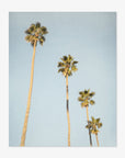 Los Angeles Palm Tree Photographic Print 'Palm Stairs to Heaven'