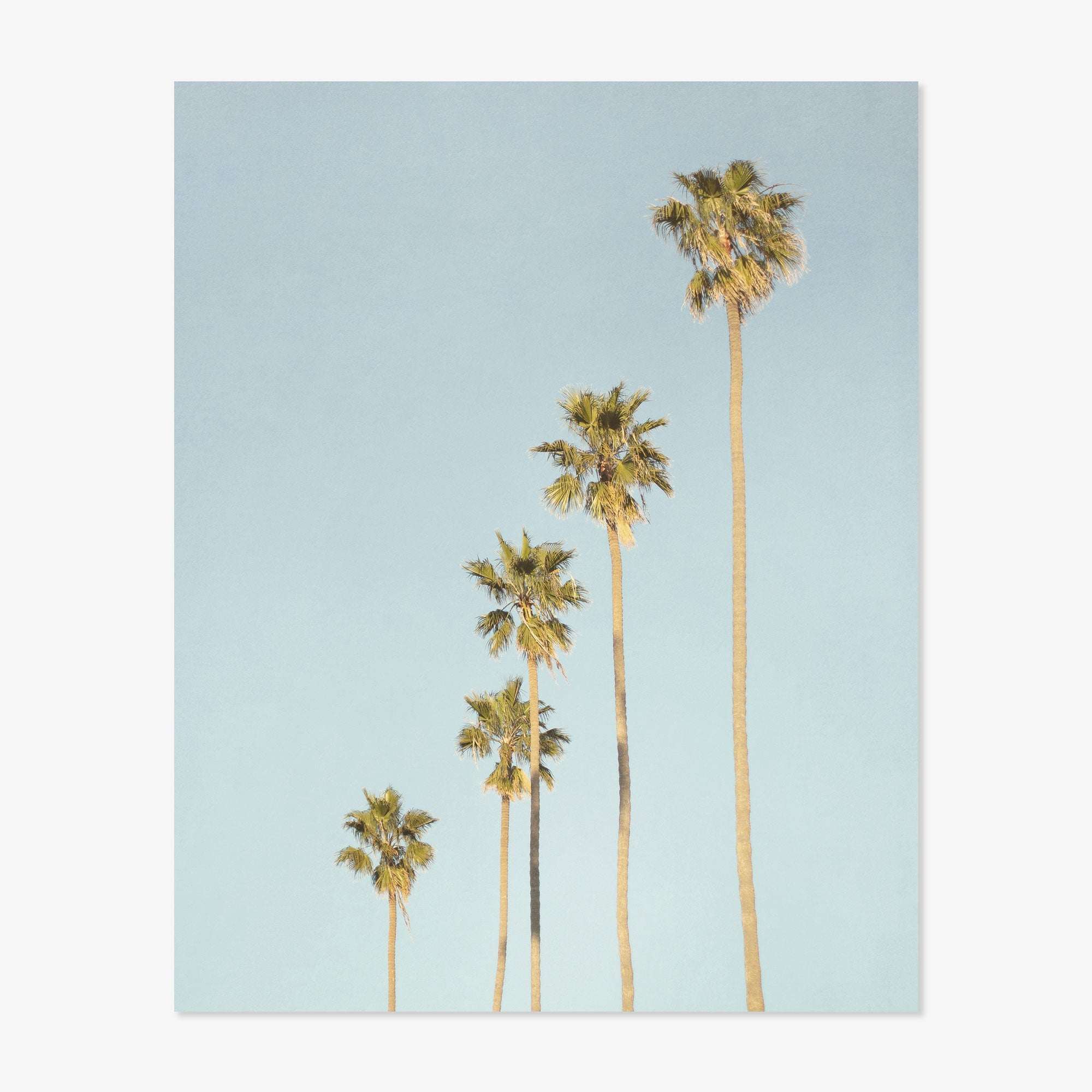Five tall Offley Green 'Palm Tree Steps' prints against a clear blue sky, with two prints distinctly taller than the others, all exhibiting fluffy, green fronds at the top in true California style.