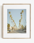 Los Angeles Palm Tree Lined Street 'Avenue of the Palms'