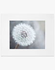 A close-up photo of a 'Neutral Grey Floral Print, 'Dandelion King'', printed on archival photographic paper with a non-glossy lustre finish, displayed against a soft, blurred background by Offley Green.