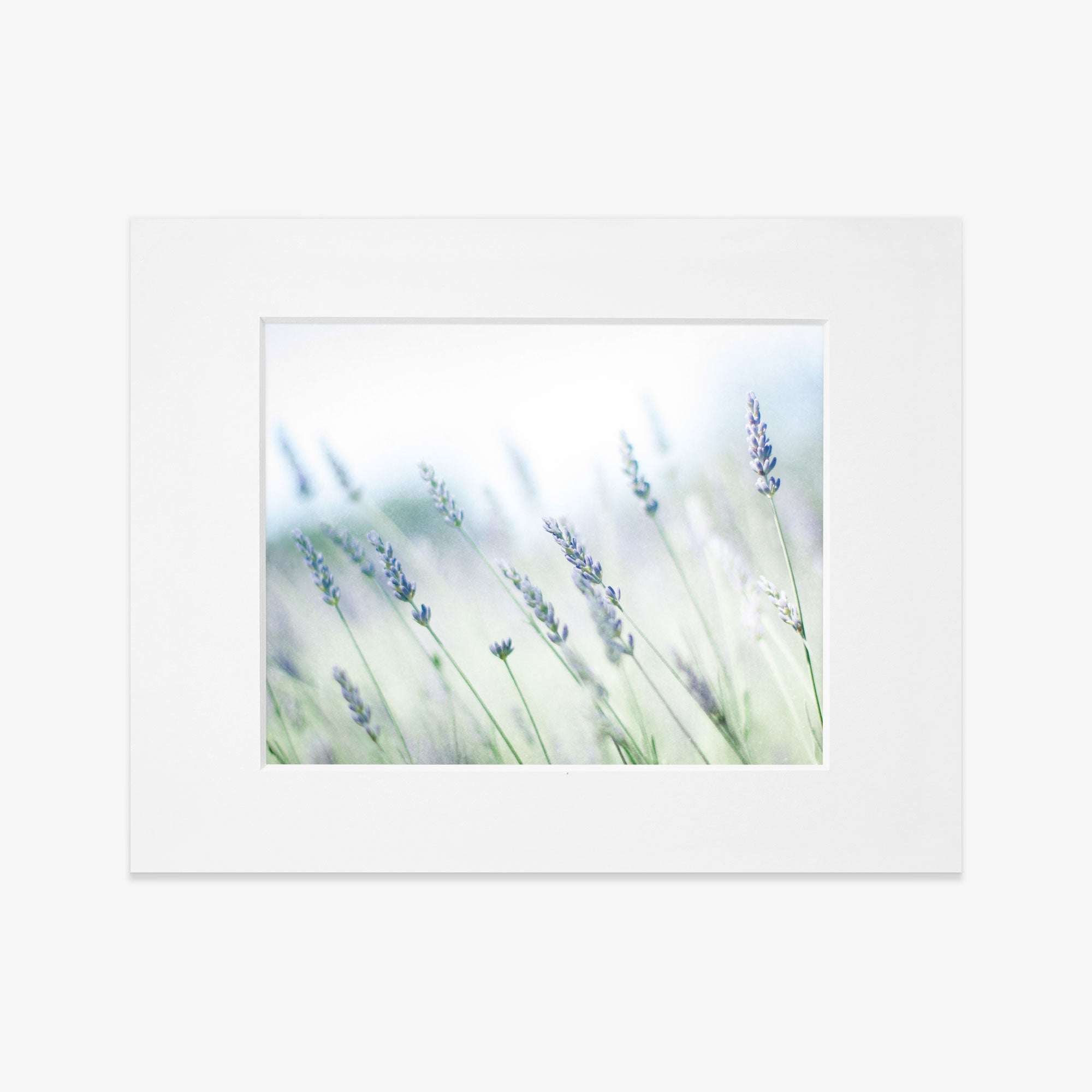 A framed photograph of delicate lavender flowers from Santa Ynez Valley against a soft-focus background, creating an impressionistic, serene image. The Rustic Farmhouse Floral Wall Art, &#39;Buds of Lavender&#39; from Offley Green features flowers in gentle hues of purple and green.