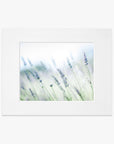 A framed photograph of delicate lavender flowers from Santa Ynez Valley against a soft-focus background, creating an impressionistic, serene image. The Rustic Farmhouse Floral Wall Art, 'Buds of Lavender' from Offley Green features flowers in gentle hues of purple and green.