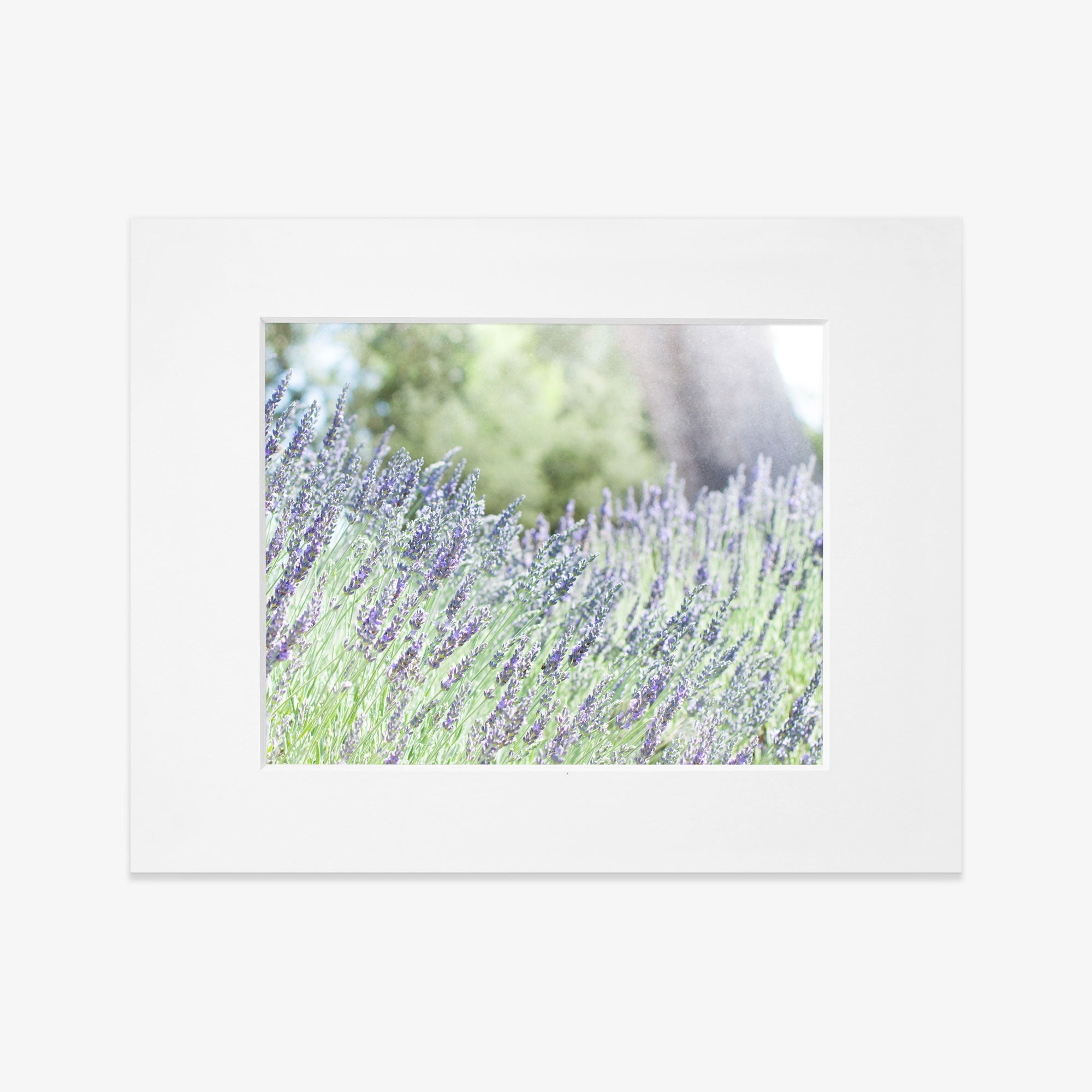 A white-framed photograph depicts a field of blooming lavender flowers with purple hues on green stems. The background is blurred, highlighting the vibrant lavender in the foreground, creating a serene and calming scene. This exquisite piece of art, Rustic Floral Print, 'Fields of Lavender' by Offley Green, brings tranquility to any space.