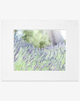A white-framed photograph depicts a field of blooming lavender flowers with purple hues on green stems. The background is blurred, highlighting the vibrant lavender in the foreground, creating a serene and calming scene. This exquisite piece of art, Rustic Floral Print, 'Fields of Lavender' by Offley Green, brings tranquility to any space.