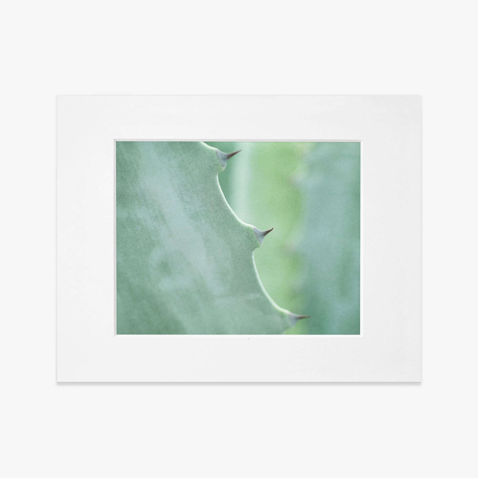 Framed photograph of a Mint Green Botanical Print, 'Aloe Vera Spikes' by Offley Green, focusing on its spiky edges against a soft, blurred green background.