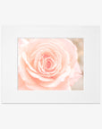 Close-up of a pink rose with a white frame on a light gray background