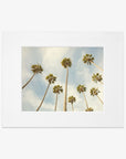 A framed photograph on archival photographic paper showing a group of tall California palm trees extending towards a clear blue sky with light clouds, viewed from a low angle. The Offley Green Palm Tree Print, California Beach Scene 'Reach for the Palms'.