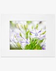 5x7 Botanical Matted Print (Choose from 6 Designs)