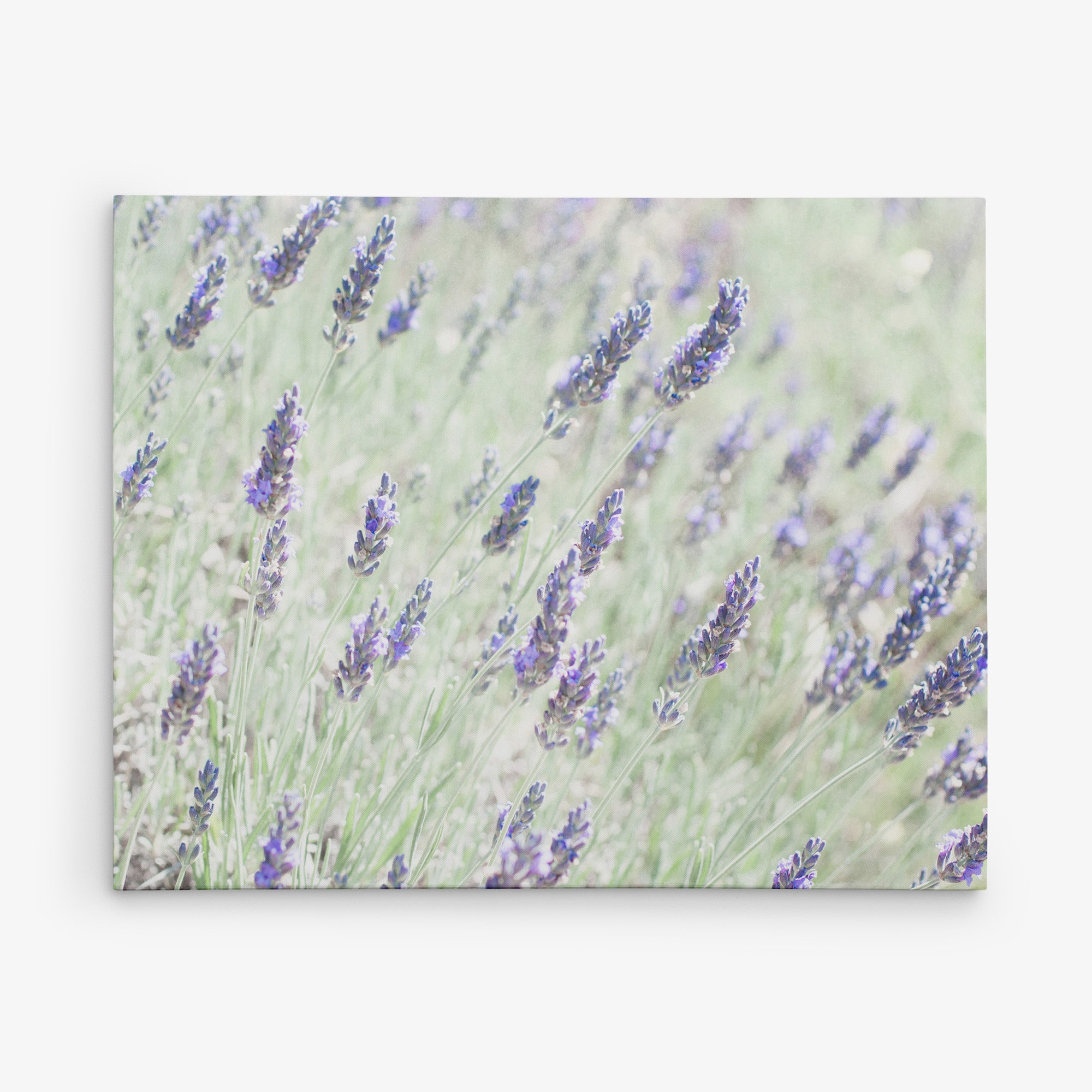 Rustic Wildflower Canvas Wall Art, 'Lavender for Lala'