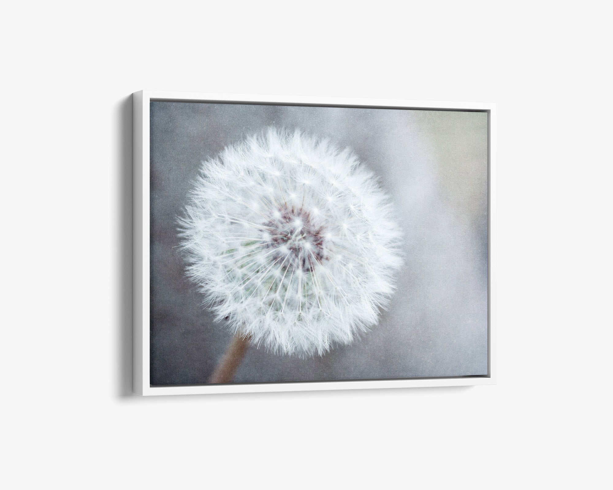 Neutral Grey Floral Canvas Wall Art, 'Dandelion King'