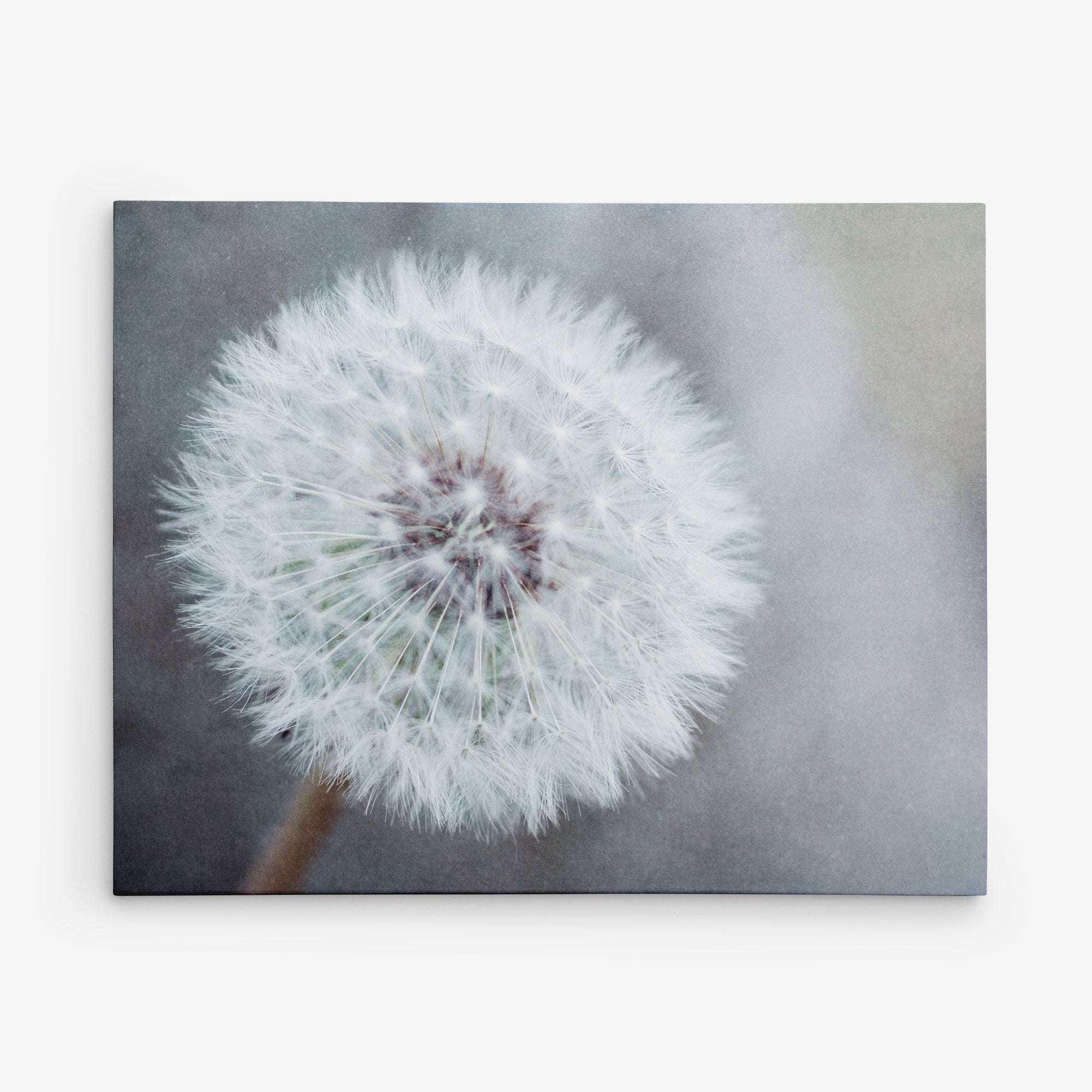 Close-up image of a white dandelion seed head against a blurred grayish background. The delicate seeds are arranged in a spherical shape, ready to be carried away by the wind. This soft and ethereal scene would make an enchanting Offley Green Botanical Canvas Prints (Multiple Designs) - 11x14 inches and perfect botanical print for your home.