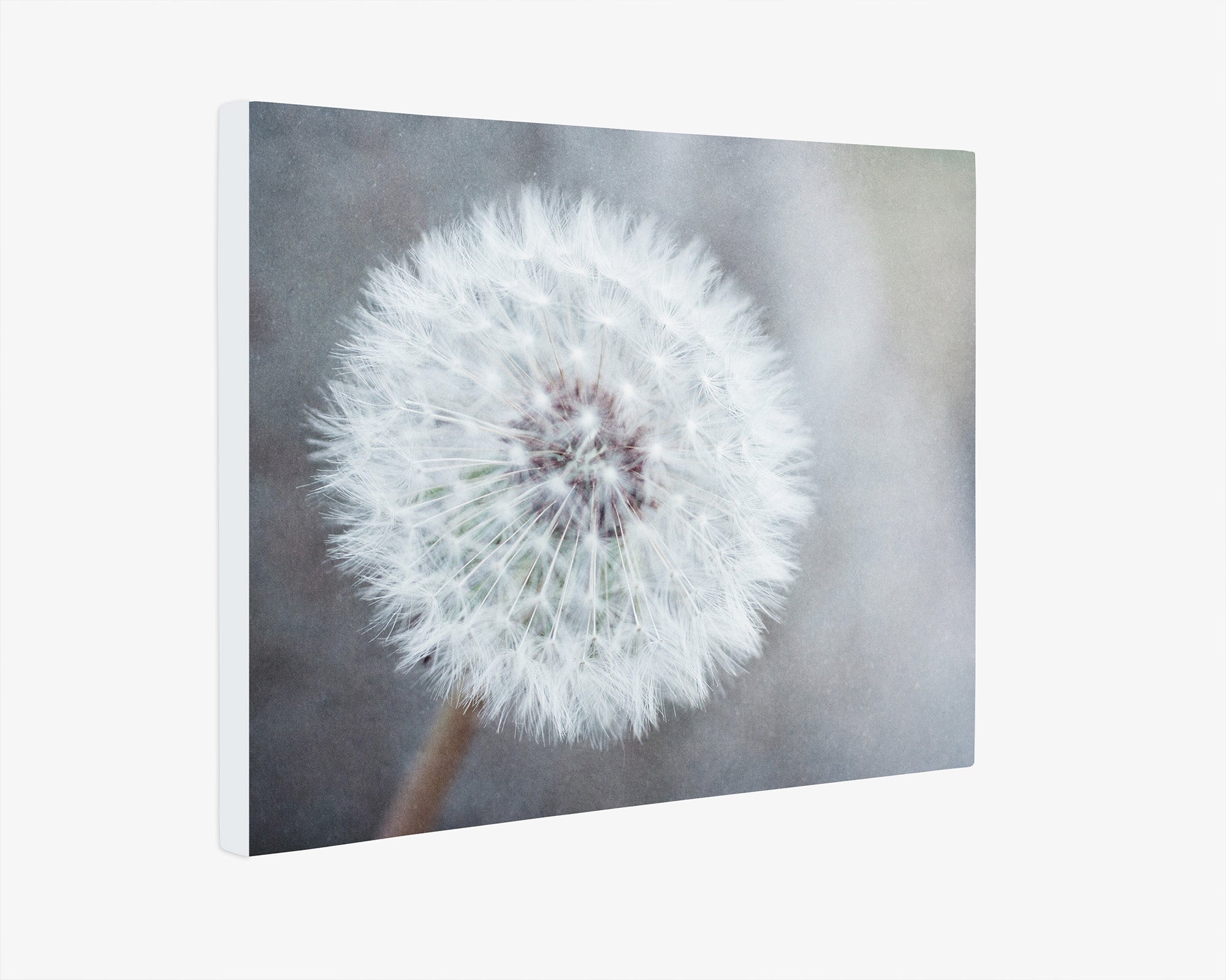 Neutral Grey Floral Canvas Wall Art, 'Dandelion King'