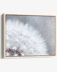 Grey Botanical Canvas Wall Art, 'Dandelion Queen'