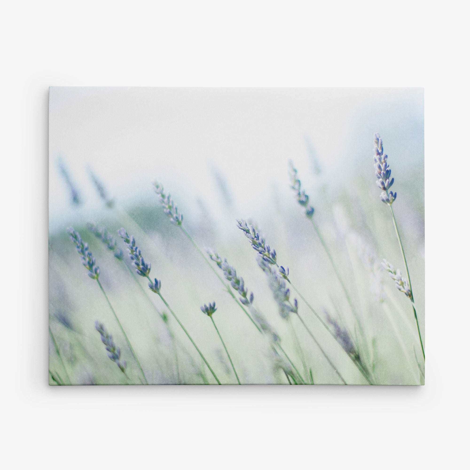 lavender plant wall art Rustic Farmhouse Canvas Wall Art, 'Buds of Lavender'