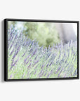 Rustic Canvas Wall Art, 'Fields of Lavender'