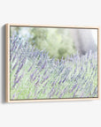 Rustic Canvas Wall Art, 'Fields of Lavender'