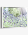 Rustic Canvas Wall Art, 'Fields of Lavender'