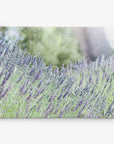 Rustic Canvas Wall Art, 'Fields of Lavender'