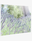 Rustic Canvas Wall Art, 'Fields of Lavender'