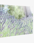 Rustic Canvas Wall Art, 'Fields of Lavender'