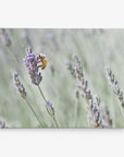 Rustic Canvas Wall Art, 'Lavender for Bees'