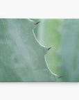 Mint Green Botanical Wall Art, 'Aloe Vera Spikes'