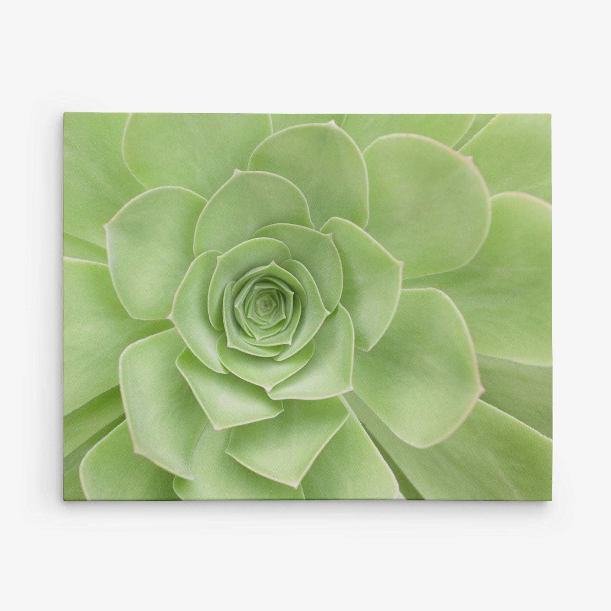 succulent canvas prints Sage Green Wall Art, 'Succulent Heart'