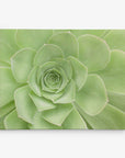 Sage Green Wall Art, 'Succulent Heart'