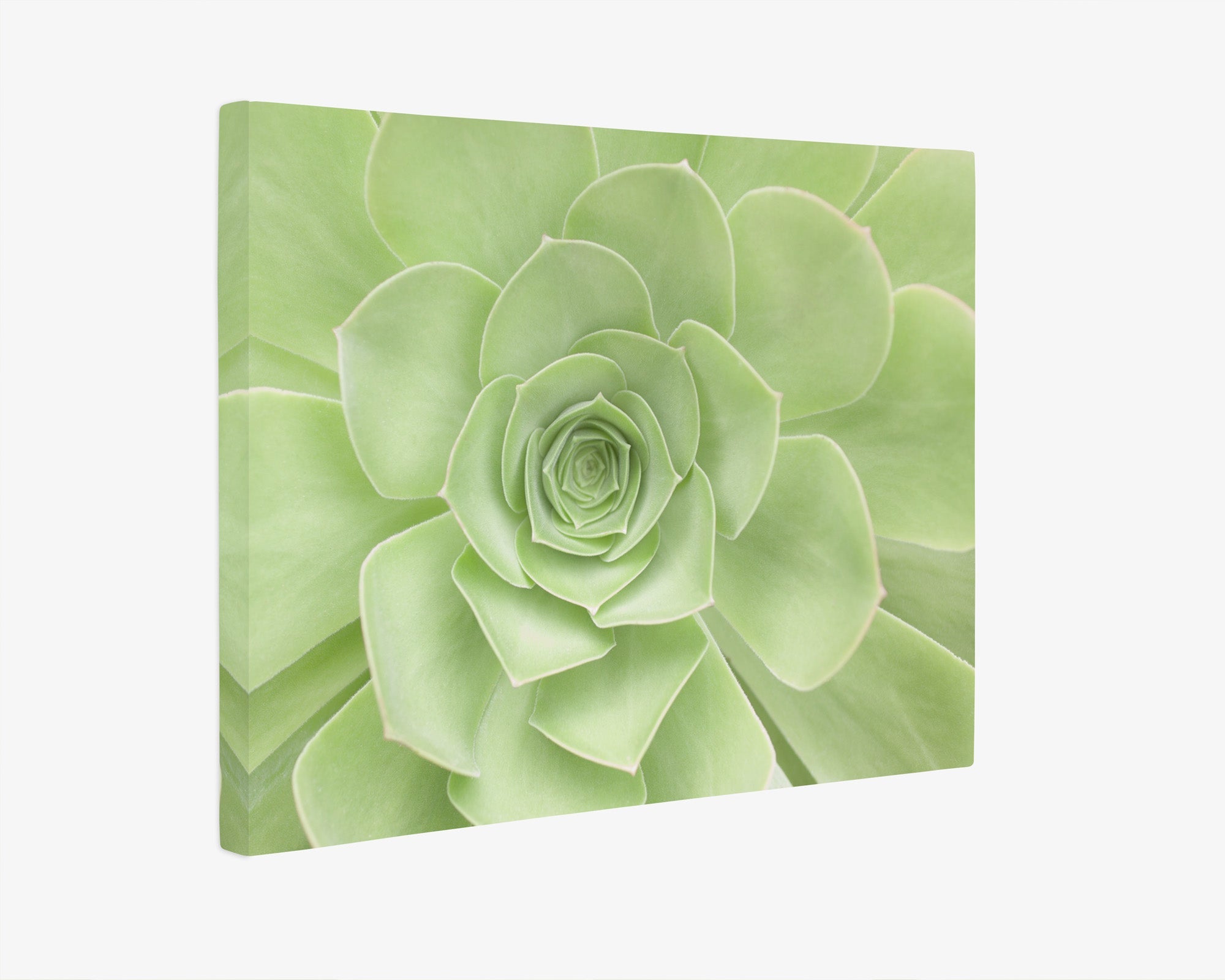 succulent pictures for wall Green Succulent Canvas Wall Art, Abstract Botanical Decor in Multiple Print  Sizes
