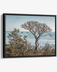 California Landscape Canvas Art in Big Sur, 'Wind Blown Tree'