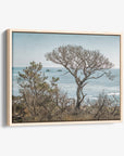 California Landscape Canvas Art in Big Sur, 'Wind Blown Tree'