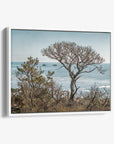 California Landscape Canvas Art in Big Sur, 'Wind Blown Tree'