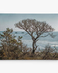 The Offley Green 16x20 Coastal Canvas Print offers a breathtaking view of a coastline, with a prominent leafless tree in the foreground and ocean waves against two rocky islands in the background. Choose from 10+ designs for those who appreciate coastal art.