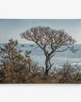 California Landscape Canvas Art in Big Sur, 'Wind Blown Tree'