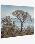 California Landscape Canvas Art in Big Sur, 'Wind Blown Tree'