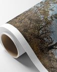 California Landscape Canvas Art in Big Sur, 'Wind Blown Tree'
