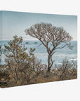 California Landscape Canvas Art in Big Sur, 'Wind Blown Tree'