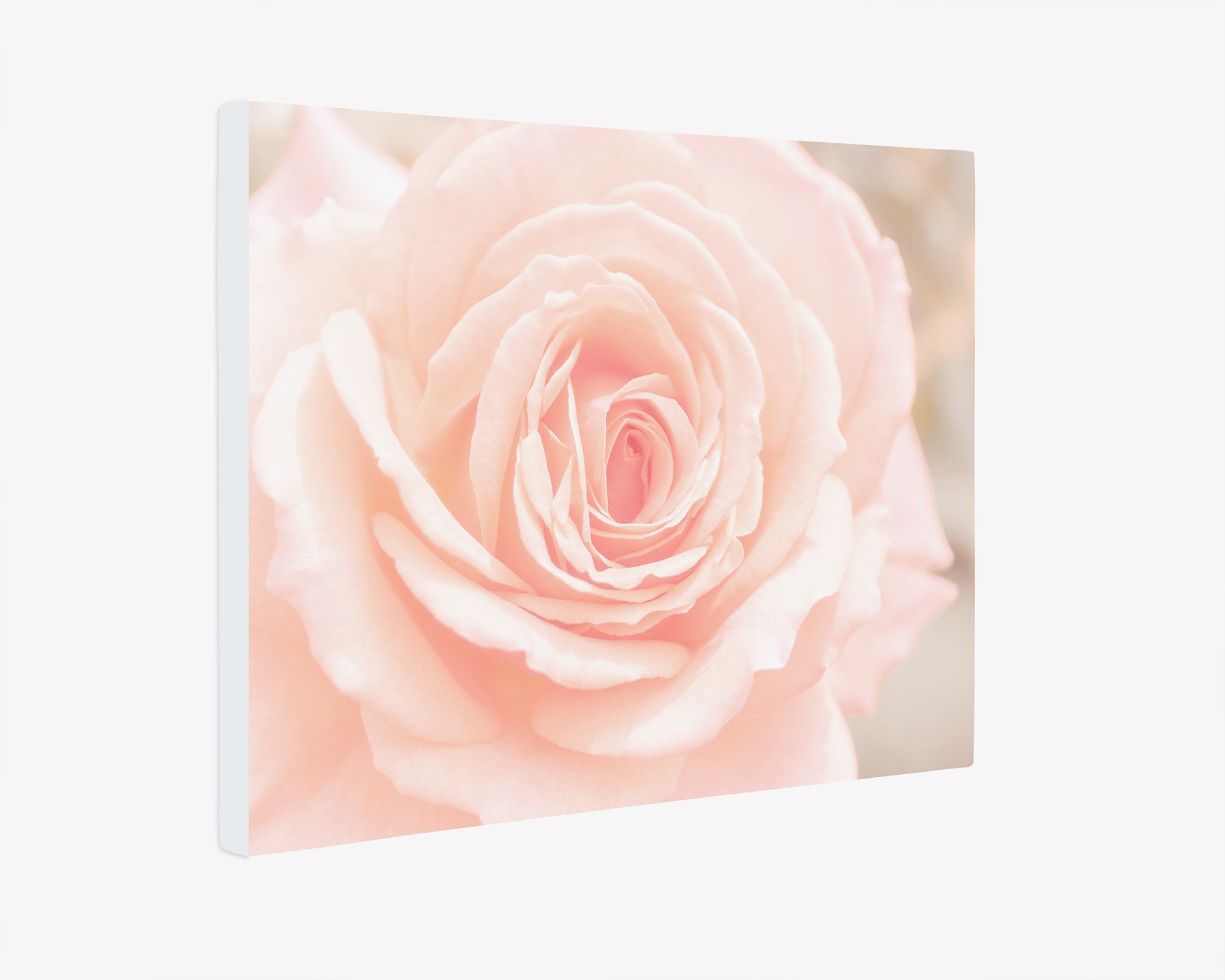 Pink Rose Canvas Wall Art, 'Pink and Shabby'