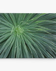 Abstract Green Botanical Canvas Wall Art, 'Desert Fireworks'
