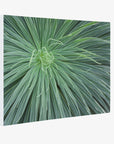Abstract Green Botanical Canvas Wall Art, 'Desert Fireworks'